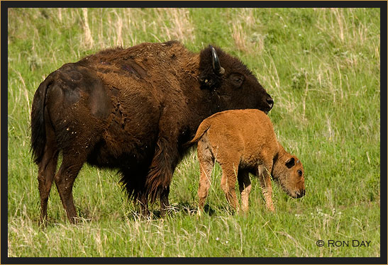 Cow and Calf Bison on Prairie 